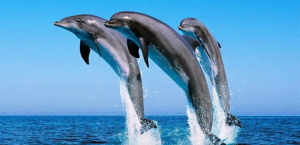 Dolphin House